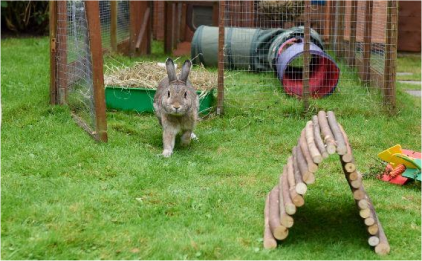 Rabbit in playpen amongst the grass with wire fencing and a mini logpile tunnel