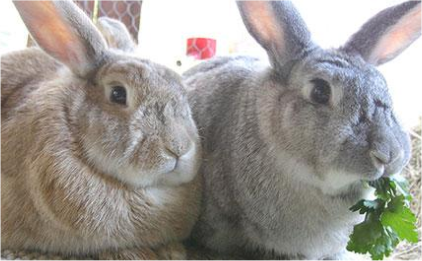 Two large rabbits sat side by side, one is golden and the other rabbit is grey