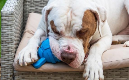 White and brown dog laying on sofa playing with blue chew toy