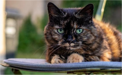 Brown and golden cat with green eyes laying on chair outside looking forward