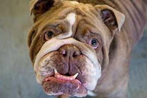 flat faced bulldog