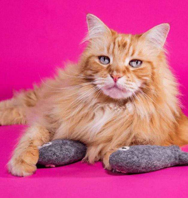 A cat lying with two fish shaped toys.