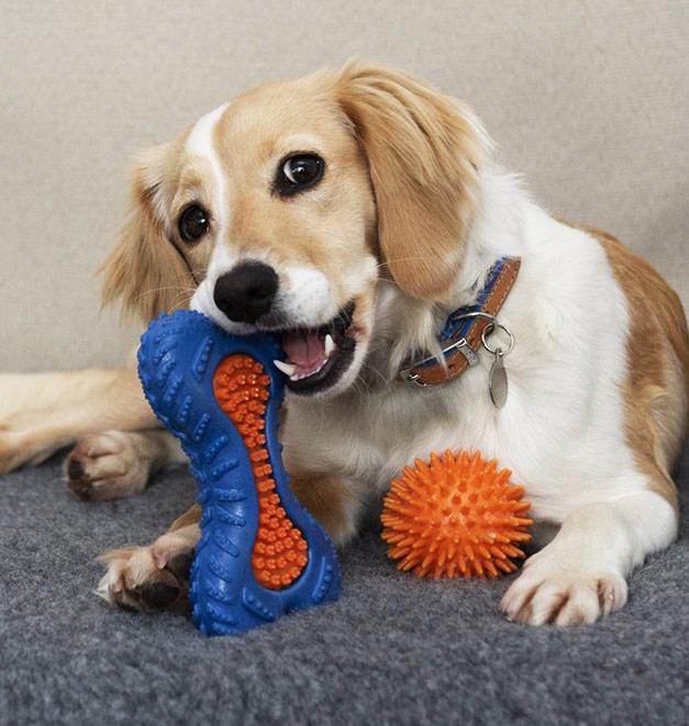 Dog chewing on rubber dog chew toys.