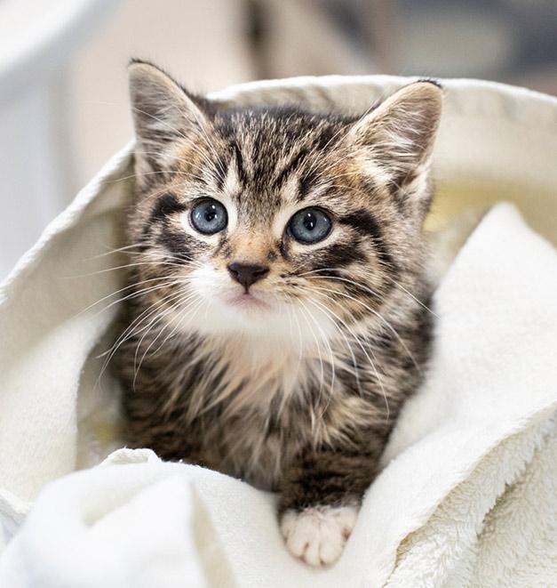 Kitten nestled in a blanket.