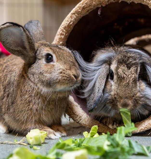 A pair of rabbits eating salad leaves