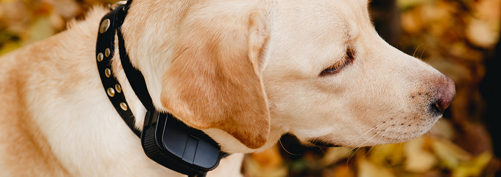 Electronic dog leash clearance law