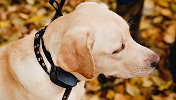 golden dog wearing shock collar