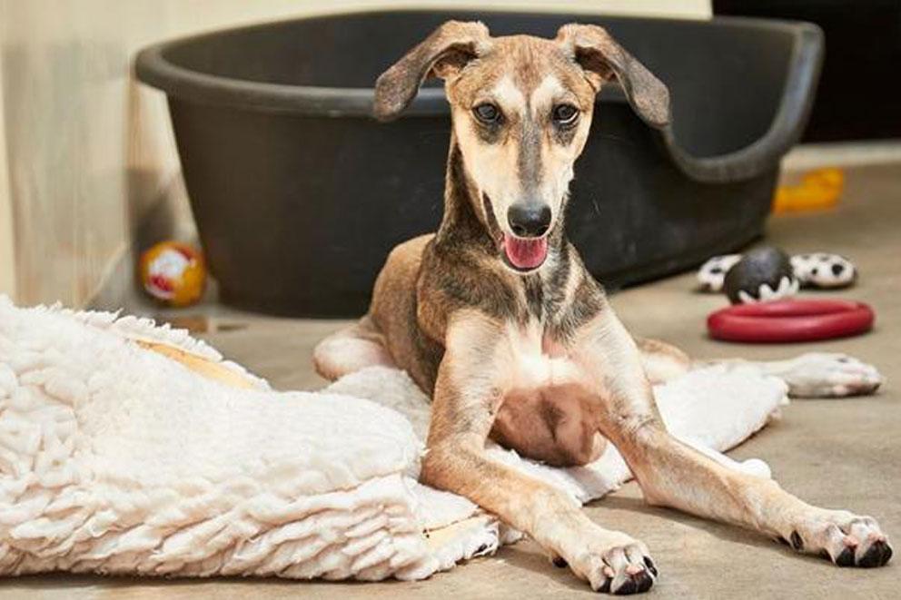 Dog lying next to dog basket and toys inside.