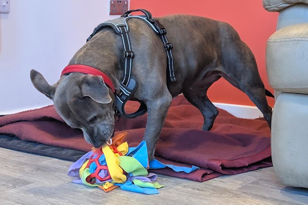 Babs playing with a toy at an RSPCA rescue centre