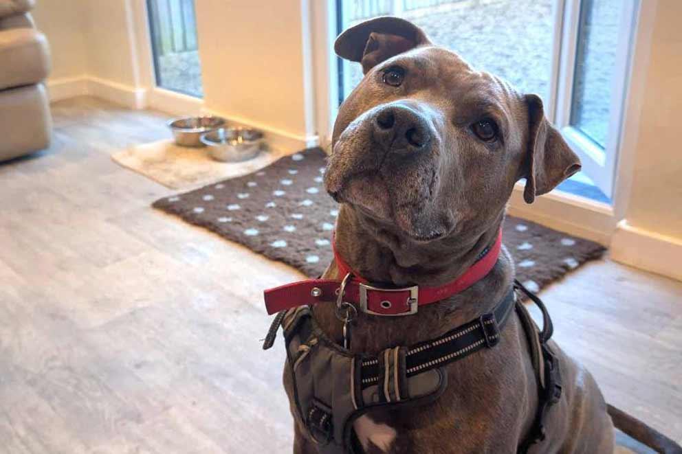 Babs the rescue dog sitting inside her new home.