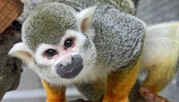 Squirrel monkey for store sale