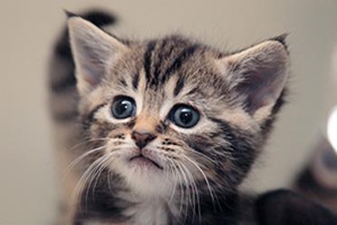 A tabby kitten close up, the kitten has green eyes