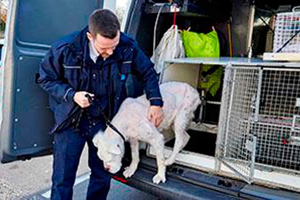 An RSPCA inspector releasing a dog from the back of a van.