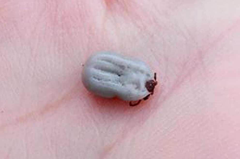 A close-up of a tick in the palm of a human hand.