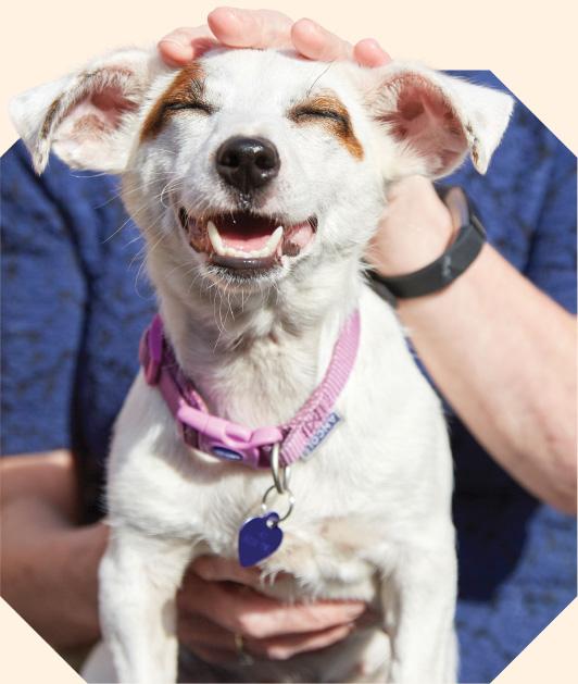 A dog looking content whilst being stroked on the head.