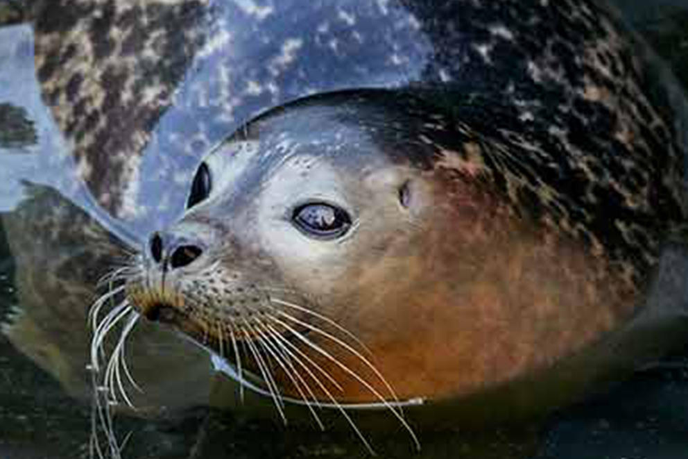 Close-up of a seal's face in water.