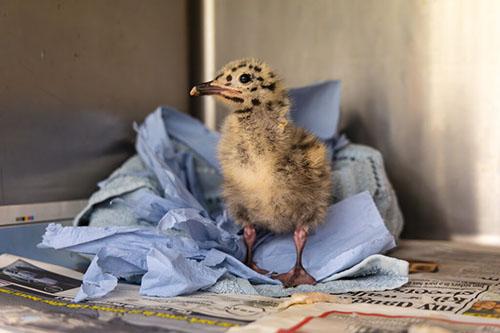 Baby bird in RSPCA care