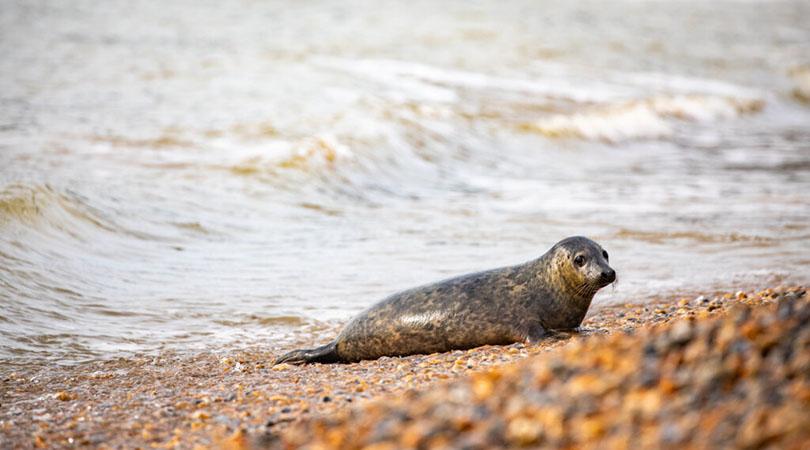 Seal on a rocky beach