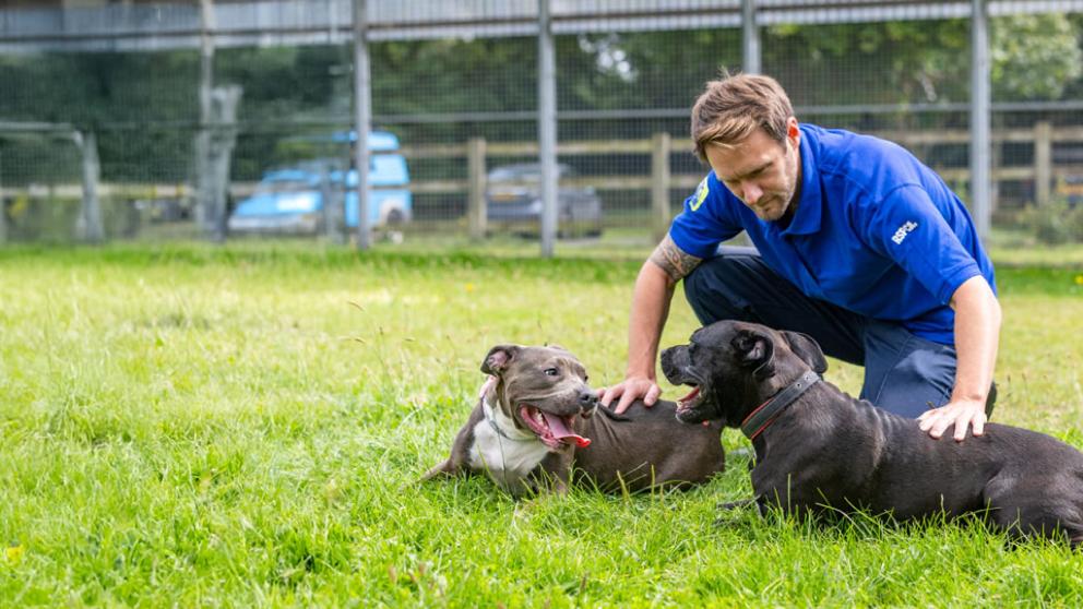 xmas-bau-Header RSPCA inspector Anthony Joynes playing with rescue dogs Jack and Poppy in the outdoor space at an RSPCA animal centre.