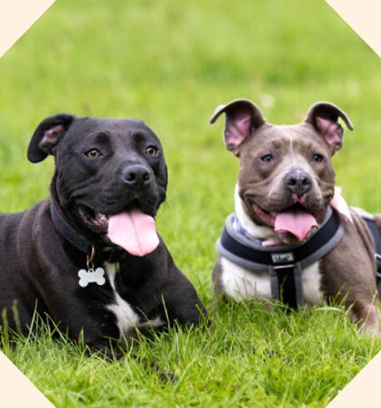 Jack and Poppy the rescue puppies lying in the grass happily.