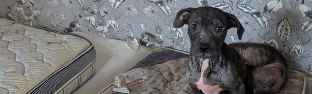 Two underweight puppies sitting on a dirty mattress in a littered room.