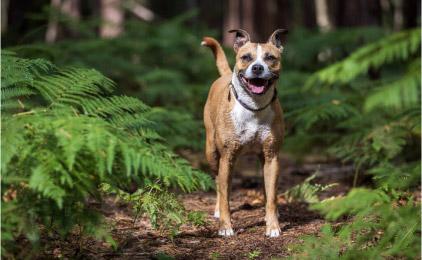 Rescue dog Mabel enjoying a walk outside.