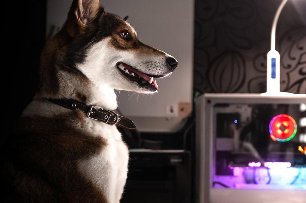 A dog sitting next to a computer.