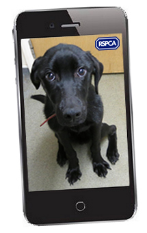 Text to Donate on Your Mobile Phone| RSPCA