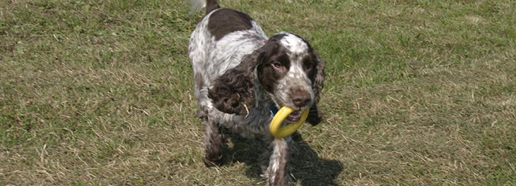 spaniels for sale