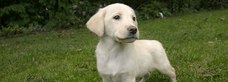 Labrador dog and puppy information | RSPCA
