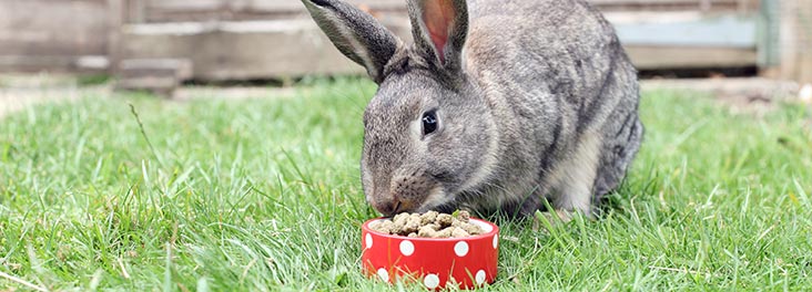Rabbits Diet Rspca Uk