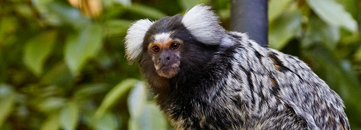 marmoset monkey pet price