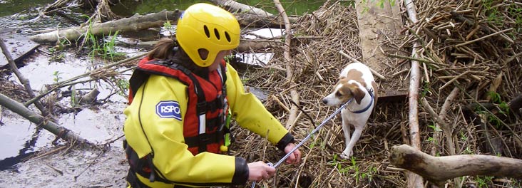 Rescuing Animals From Cruelty 