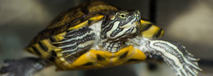 Caring for a terrapin turtle | RSPCA